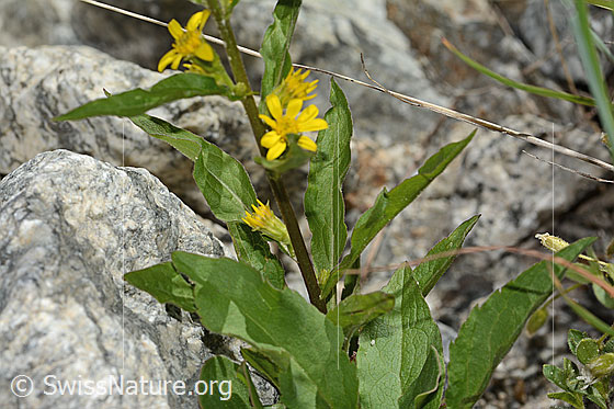 Foto: Alpen-Goldrute (Solidago virgaurea ssp. minuta). Blüten und Blätter.