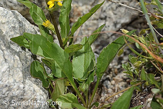 Foto: Alpen-Goldrute (Solidago virgaurea ssp. minuta). Blätter.