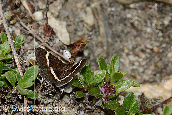 Foto: Pyrausta cingulata (Rüsselzünsler). Flügel halb geöffnet. Ansicht von hinten oben.