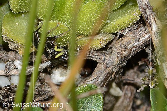 Foto: Wahrscheinlich Heliophanus lineiventris (Springspinne). Ansicht von vorne.