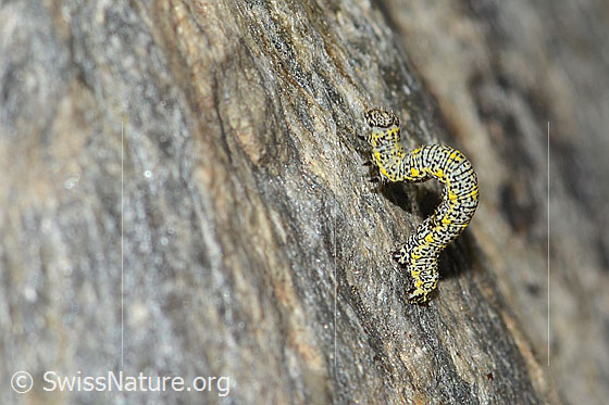Foto: Wahrscheinlich Raupe des Alpenspanners (Lycia alpina). Ansicht von der Seite.