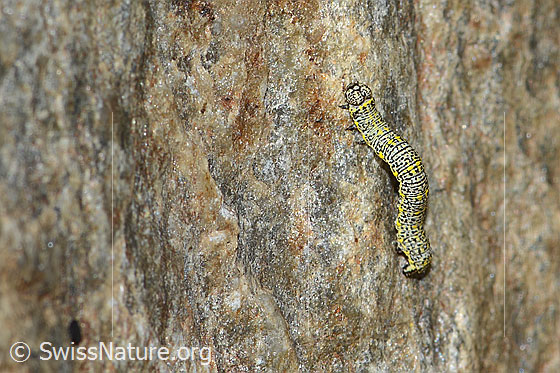 Photo: Probably caterpillar of Lycia alpina. View from diagonally above.
