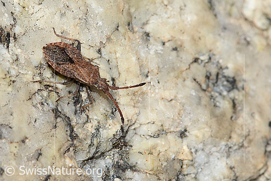 Photo: Coriomeris denticulatus. Length 10mm. View from the side above.