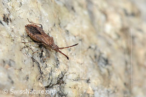 Foto: Coriomeris denticulatus (Randwanze). Länge 10mm. Ansicht von seitlich vorne.