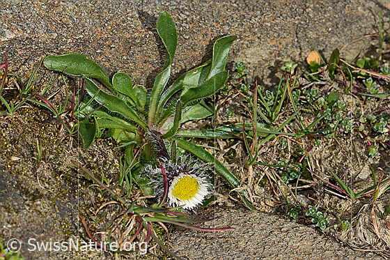 Photo: Erigeron uniflorus. Whole plant (habiti). View from above.