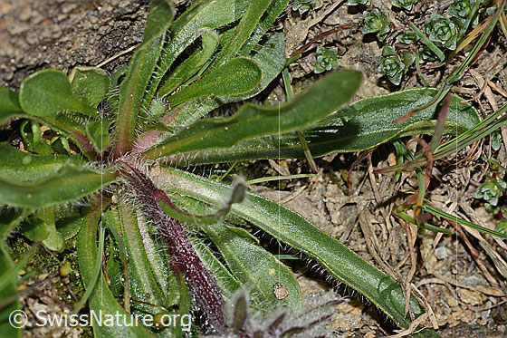 Photo: Erigeron uniflorus. Leaves and stem.