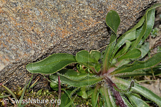Photo: Erigeron uniflorus. Leaves. Leaf top.