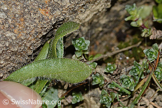 Photo: Erigeron uniflorus. Leaf underside.