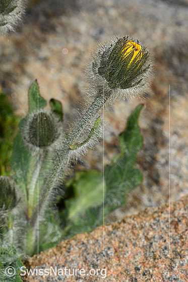 Zottiges Habichtskraut (Hieracium villosum)