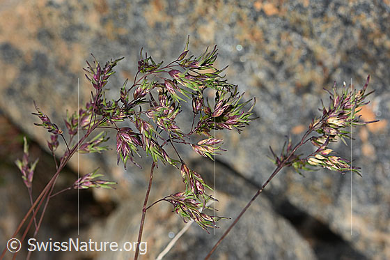 Alpen-Rispengras (Poa alpina)