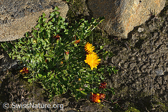 Photo: Probably Taraxacum pacheri. Whole plant (habiti). Height: 4.5cm.