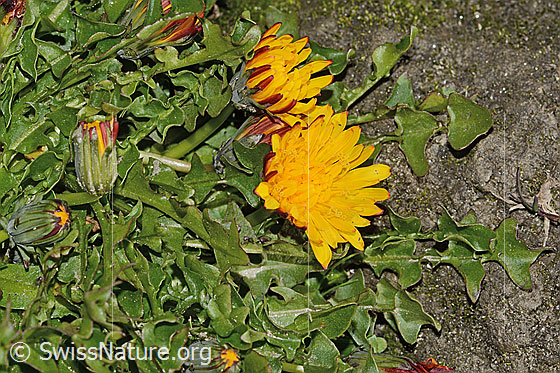 Pachers Löwenzahn (Taraxacum pacheri)