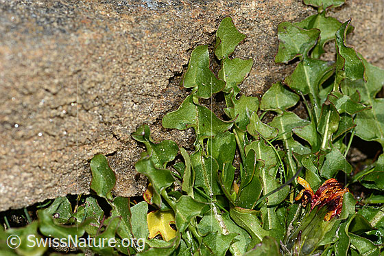 Photo: Probably Taraxacum alpinum. Leaves. Leaf top.
