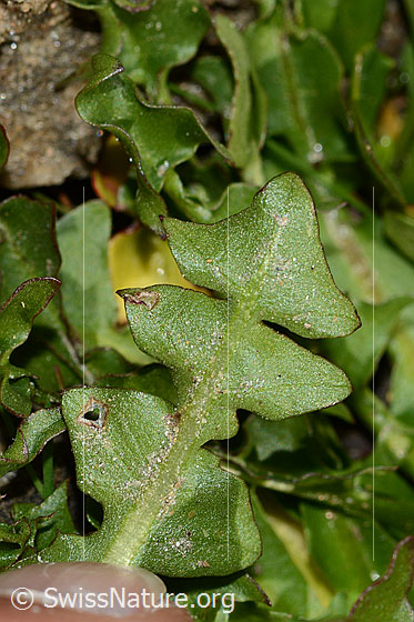 Photo: Probably Taraxacum pacheri. Leaf underside.