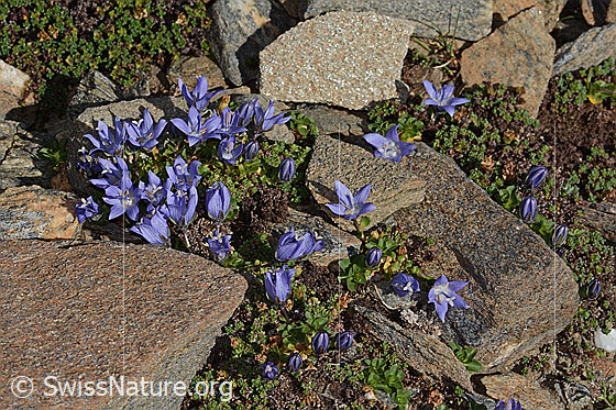 Photo: Campanula cenisia. Whole plant (habiti).