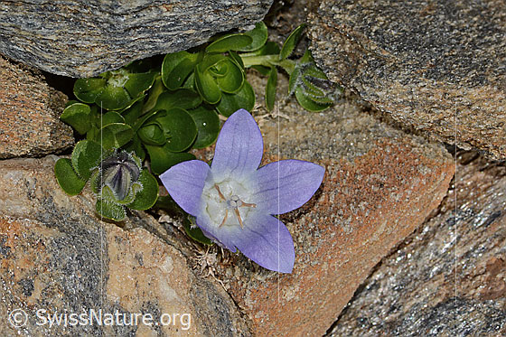Photo: Campanula cenisia. Blossom and leaves.