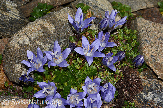 Foto: Mont Cenis-Glockenblume (Campanula cenisia). Ganze Pflanze (Habitus).