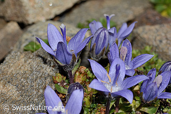 Photo: Campanula cenisia. Blossoms.