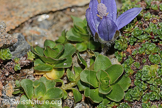 Photo: Campanula cenisia. Leaves.