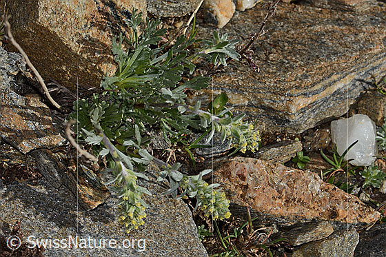 Foto: Ährige Edelraute (Artemisia genipi). Ganze Pflanze (Habitus).
