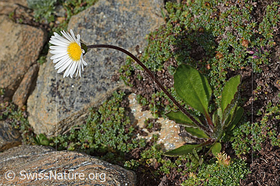 Photo: Aster bellidiastrum. Height: 10.5cm. Whole plant (habiti).