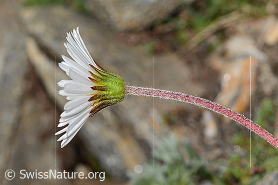 Photo: Aster bellidiastrum. Blossom, calyx and stem.