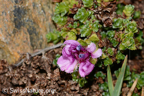 Foto: Gegenblättriger Steinbrech (Saxifraga oppositifolia). Blüte. Ansicht von oben.