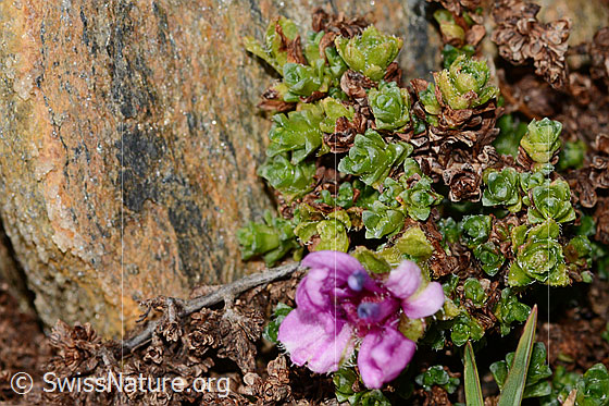 Foto: Gegenblättriger Steinbrech (Saxifraga oppositifolia). Blüte und Blätter.