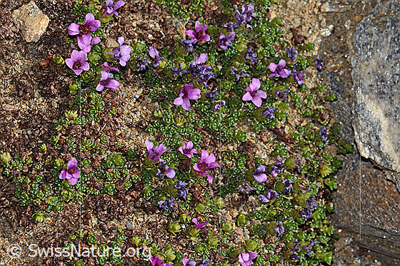Foto: Gegenblättriger Steinbrech (Saxifraga oppositifolia). Ganze Pflanze (Habitus).
Lat.: Saxifraga oppositifolia
Familie: Saxifragaceae (Steinbrechgewächse)
Gattung: Saxifraga (Steinbrech)