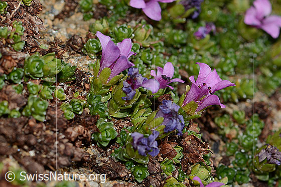 Foto: Gegenblättriger Steinbrech (Saxifraga oppositifolia). Blüten und Kelche. Ansicht von der Seite.