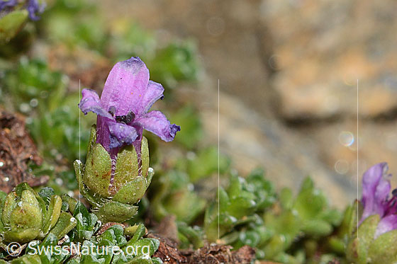 Foto: Gegenblättriger Steinbrech (Saxifraga oppositifolia). Höhe: 12mm. Blüte und Blätter. Ansicht von der Seite.