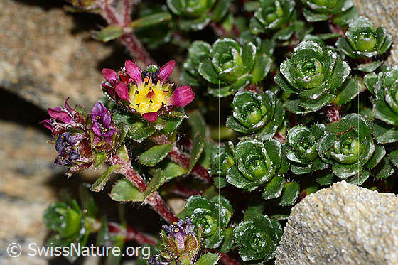 Photo: Saxifraga biflora. Blossom and leaves.