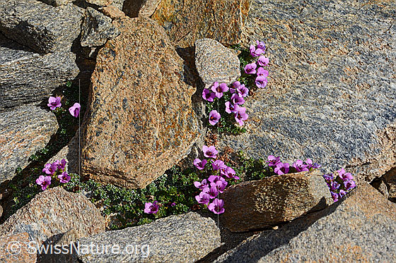 Foto: Gegenblättriger Steinbrech (Saxifraga oppositifolia). Ganze Pflanze (Habitus).