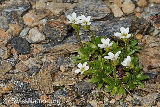 Photo: Saxifraga androsacea. Height: 3cm. Whole plant (habiti).