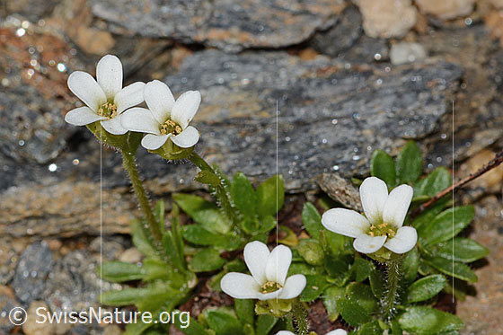 Photo: Saxifraga androsacea. Blossoms and stem.