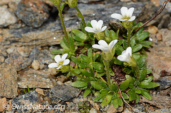 Photo: Saxifraga androsacea. Whole plant (habiti). View from diagonally above.