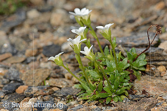 Photo: Saxifraga androsacea. Height: 3cm. Whole plant (habiti). View from the side.
