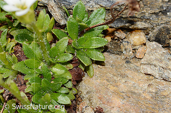 Photo: Saxifraga androsacea. Leaves. Leaf top.