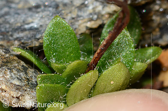 Photo: Saxifraga androsacea. Leaf margin and underside.