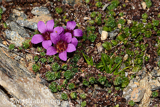 Foto: Gegenblättriger Steinbrech (Saxifraga oppositifolia). Ganze Pflanze (Habitus).