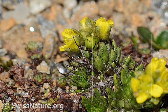 Photo: Draba hoppeana. Höhe: ca. 6mm.  Whole plant (habiti).