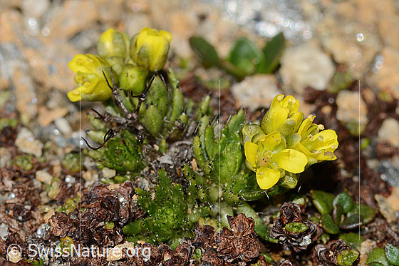 Photo: Draba hoppeana. Whole plant (habiti).