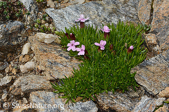 Photo: Silene acaulis. Whole plant (habiti).