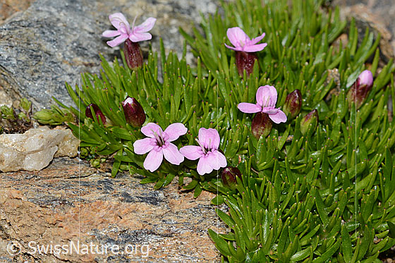 Photo: Silene acaulis. Blossoms and leaves.