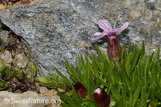 Photo: Silene acaulis. Height: 1.5cm. Blossom, calyx and stem. View from the side. The calyx of the flower narrows rapidly.