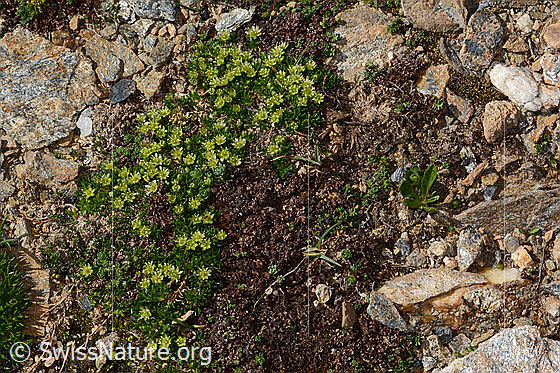 Photo: Minuartia sedoides. Whole plant (habiti).