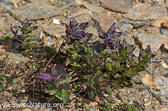 Foto: Alpenhelm (Bartsia alpina). Ganze Pflanze (Habitus).