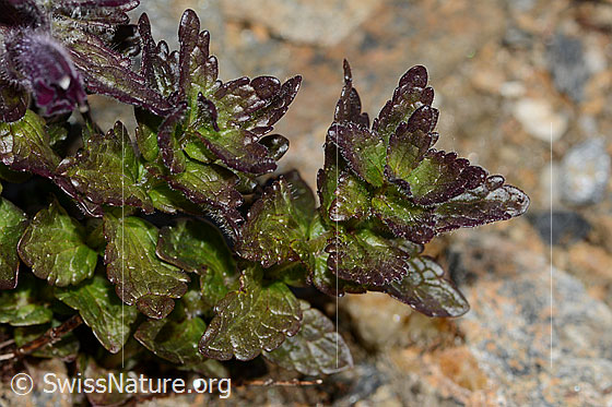 Foto: Alpenhelm (Bartsia alpina). Blätter.