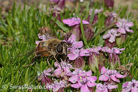 Photo: Eristalis tenax on Silene acaulis. View diagonally from the front.
