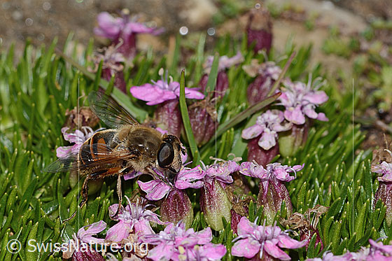 Photo: Eristalis tenax on Silene acaulis. View from side front.